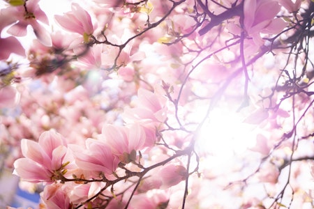 Nærbilde av blomstene på et rosa magnolia tre med sollyset som skinner gjennom grenene.