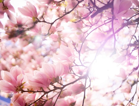 Nærbilde av blomstene på et rosa magnolia tre med sollyset som skinner gjennom grenene.