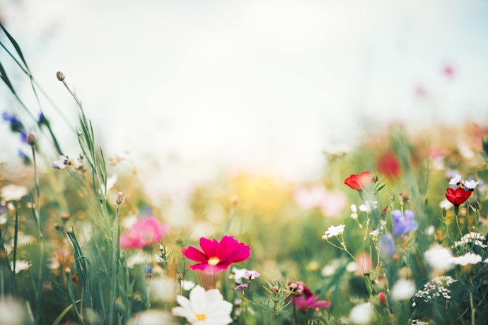 Nærbilde av blomstereng på en solfylt dag med blomster i mange ulike farger.