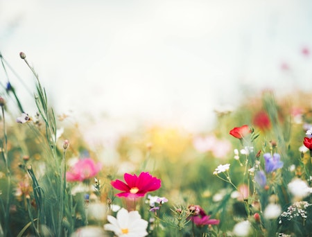 Nærbilde av blomstereng på en solfylt dag med blomster i mange ulike farger.